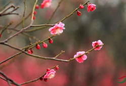 红梅花,冬日里的坚韧与美丽